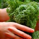 Fresh vegetables being sourced from a farm